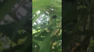 Staghorn Sumac provides a feast for Bumblebees [upl. by Enaed]