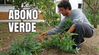 Utilizando leguminosas HABAS para abonar nuestros frutales  ABONO VERDE [upl. by Raffarty]