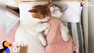 Cuddly Animals That Will Keep You Warm This Winter Cute Animal Compilation  The Dodo Best Of [upl. by Shira]