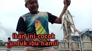 Mancing tersadis diduniabendungan gerakmancing sengget [upl. by Thilda815]