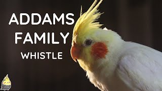 ADDAMS FAMILY WHISTLE 2 HOUR  Cockatiel Singing Training  Bird Whistling Practice [upl. by Aislehc]