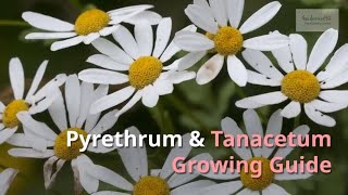 Pyrethrum and Tanacetum Growing Guide Painted Daisy by GardenersHQ [upl. by Graner]