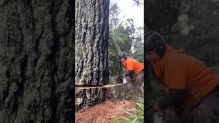 quotSelfbelief shortsyoutube chainsawcarving shortsfeed shortvideo shorts short shortsviral yt [upl. by Mindy965]