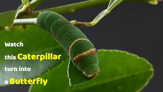 Watch this Caterpillar Turn Into A Butterfly  Papilio Demoleus  Metamorphosis  Lime swallowtail [upl. by Farro471]