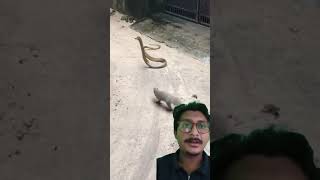 Mongoose Vs King Cobra Ultimate Fight [upl. by Thekla427]