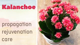 How to grow KALANCHOE plant amp rejuvenate it  CARE CONDITIONS [upl. by Llebyram]