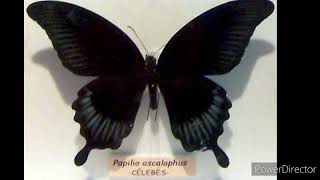 QUE SIGNIFICA LA MARIPOSA O POLILLA NEGRA  que mensaje trae [upl. by Kelli]