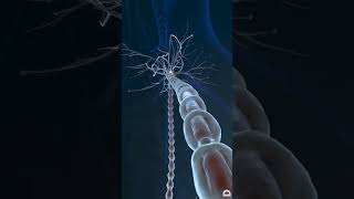 biology neuron synapsis in brain shortsfeed shortsviral viralshort trending [upl. by Ainollopa]