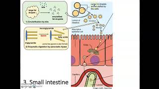 Digestion and Absorption of Lipids [upl. by Huskamp]