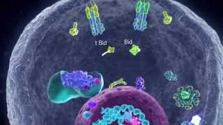 Apoptotic Pathways [upl. by Mckale]