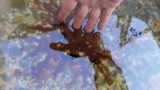 GULF OIL SPILL BPs Oil Dispersants  itopf [upl. by Honeywell684]