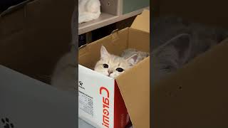 Why Do Cats Love Boxes 📦🐾 shorts [upl. by Gittle]