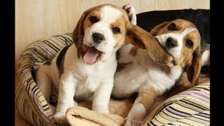 Funny And Cute Beagle Puppies Compilation 1  Cutest Beagle Puppy [upl. by Naquin]