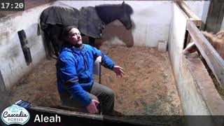 Aleah Foaling Review A Tragic Situation [upl. by Zingale]