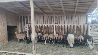 IESLE LA SAIVANUL PENTRU OIȚE 🐑COSTELUȘ DANSEAZĂ 🐥 [upl. by O'Dell]