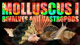 Mollusca I  Bivalves and Gastropods [upl. by Yruok]