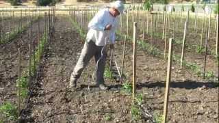 How to Tie and Stake Tomato Plants [upl. by Rozanna]