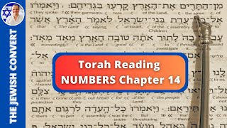 Numbers Chapter 14  Torah Reading in Hebrew with English Translation  TORAH STUDY [upl. by Havot]