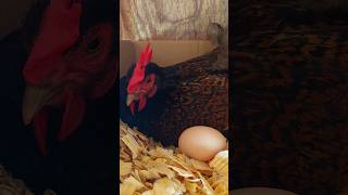 Whats So Special About The Barnevelder Chicken [upl. by Tserof]