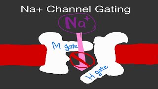 Physiology Sodium Na Channel Gating ActivationInactivation Gates [upl. by Theis]