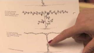 Gardening Pruning  How to Prune Grape Vines in the 1st Year [upl. by Keemahs]