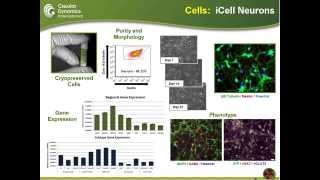 Measuring Pharmaco Influences on Human iPSCderived Neuronal Networks with a Novel MEA Analysis Tool [upl. by Nossila663]