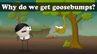 Why do we get Goosebumps  aumsum kids science education children [upl. by Igenia]