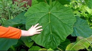 Pruning The Paulownia For Monster Jungle Leaves [upl. by Follmer955]