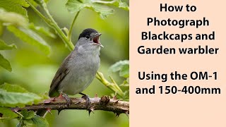 Using the OM1 and 150400mm for the almost impossible Blackcap and Garden warbler [upl. by Coopersmith]