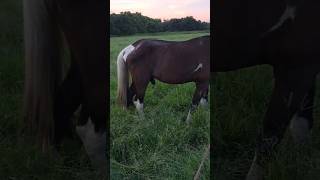 Horse Video 🎠🐎 shorts [upl. by Sadnac634]