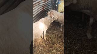 Merino Sheep Breed🎇✅🌱 breed merino sheep sheepfarming [upl. by Neelrihs7]