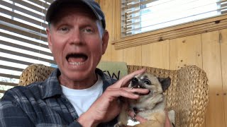 Guy Pets Chihuahua to Relax  Bites Hand [upl. by Odraccir]