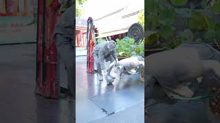 man picks up fallen statue shortsvideo [upl. by Eiralc]