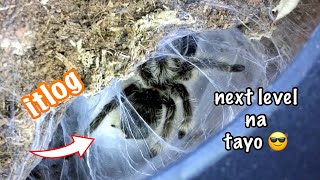 tarantula breeding projects update [upl. by Niltiak537]