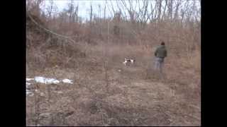 gundog training how to roll clip wing pigeon finds for 14 week old springer spaniel puppy [upl. by Hgielsel]