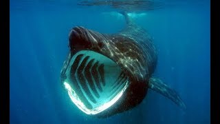 Basking Shark  The Gentle Giant In Our Oceans  Documentary EnglishHD [upl. by May272]