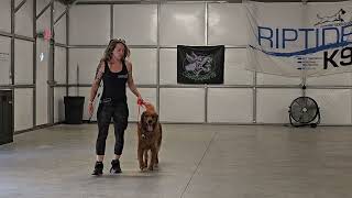 Larry and Blokka on leash obedience SamoyedGolden Retriever 62724 [upl. by Hillard]