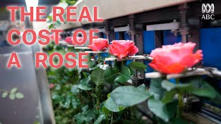 The Real Cost Of A Rose  Preview [upl. by Verlee]