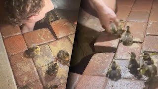 Teens Rescue 12 Ducklings Stuck in Sink Hole [upl. by Zoha]