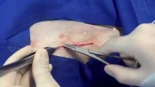 Ovariohisterectomía en hembras caninas  Ovariohysterectomy in dogs [upl. by Tedman586]