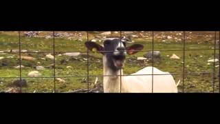 Taylor Swift  I Knew You Were Trouble Goat Edition funny [upl. by Hanan252]