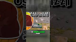 Osos grizzly aprenden el arte de la pesca y cautivan en TikTok [upl. by Iseabal]