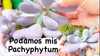 Poda de suculentas pachyphytum [upl. by Ylro]