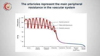 Physiology Regulation of Diameter of Arterioles د عاطف منصور [upl. by Onilecram122]