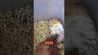 Her Hamster Gave Her A Heart Attack lovepetstv [upl. by Adav476]