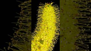 Blossom Spectacle Xanthorrhoea’s Unique Beauty flowers [upl. by Ahsal]