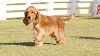 Socializing Your Cocker Spaniel A Step by Step Guide [upl. by Ynettirb]