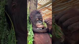 Orangutans Unlikely Friendship with a WHAT [upl. by Itram]