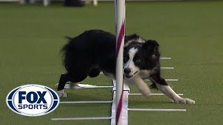 Best of the Agility competition from the 2020 Westminster Kennel Club Dog show  FOX SPORTS [upl. by Llezom597]