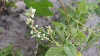 Гірчак березковидний Polygonum convolvulus або фалопія березковидна Буряни [upl. by Chantalle844]